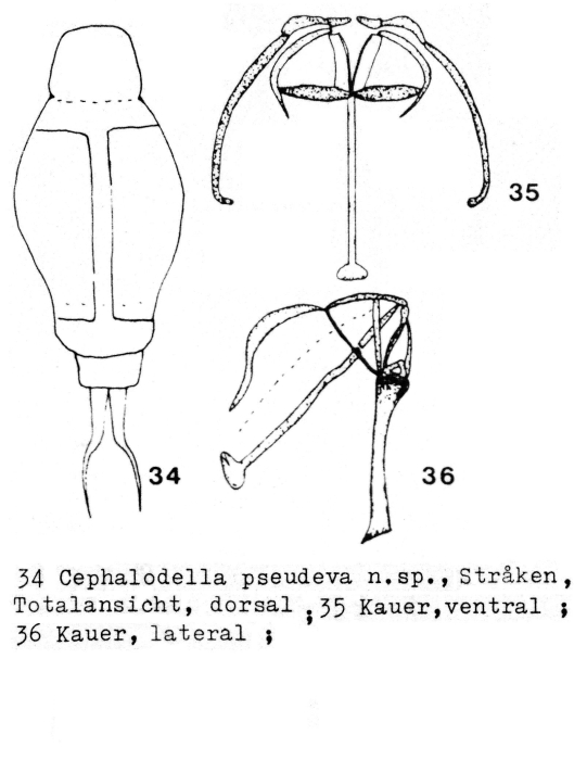 Cephalodella pseudeva - Original description image