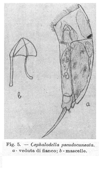 Cephalodella pseudocuneata - Original description image