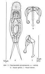 Cephalodella qionghaiensis - Original description image