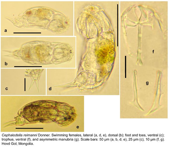 Cephalodella reimanni