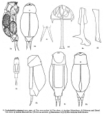 Cephalodella reimanni - Original description image