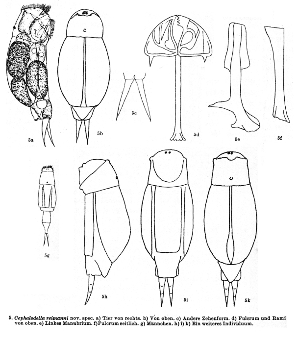 Cephalodella reimanni - Original description image