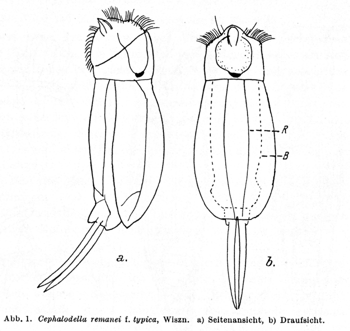 Cephalodella remanei