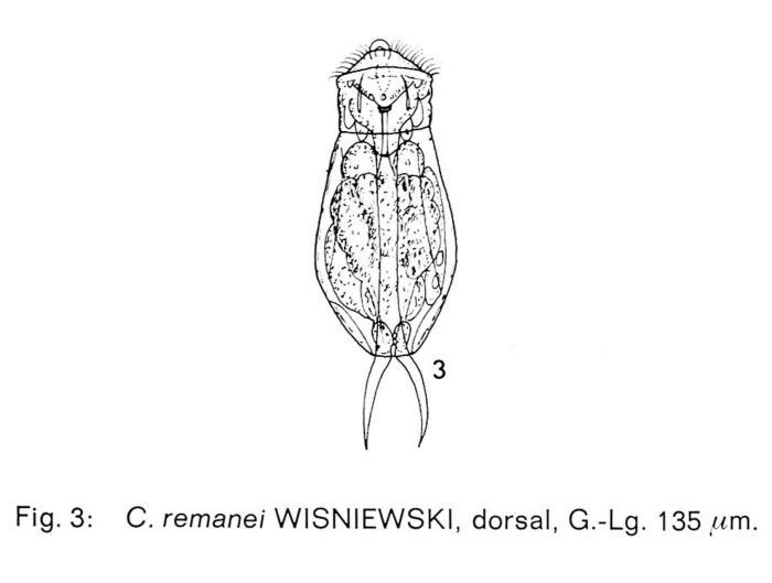 Cephalodella remanei