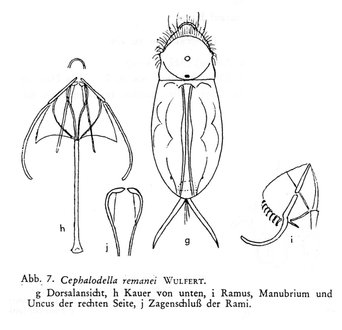 Cephalodella remanei