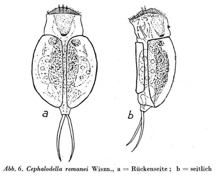 Cephalodella remanei
