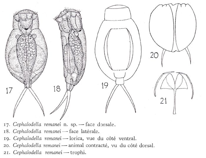 Cephalodella remanei - Original description image