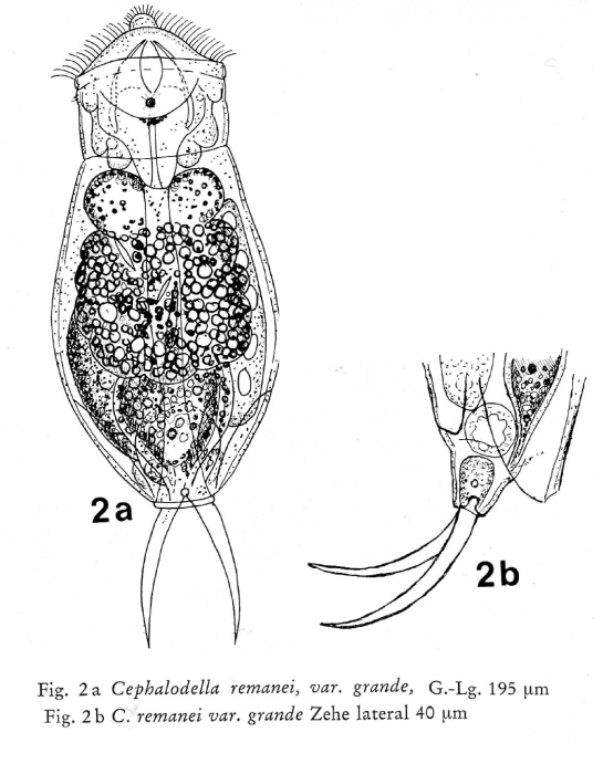Cephalodella remanei f. grandis