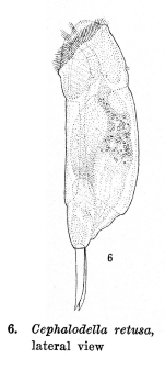 Cephalodella retusa - Original description image