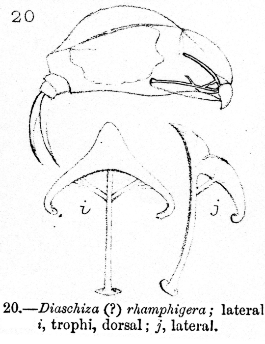 Cephalodella rhamphigera - Original description image