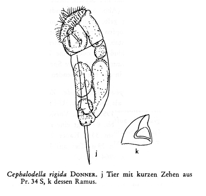 Cephalodella rigida