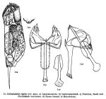 Cephalodella rigida - Original description image