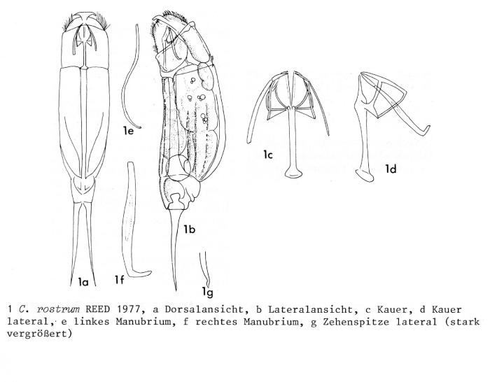 Cephalodella rostrum - Original description image
