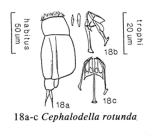 Cephalodella rotunda
