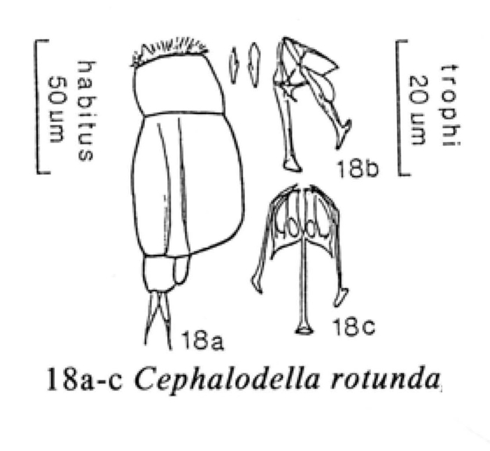 Cephalodella rotunda Cephalodella rotunda
