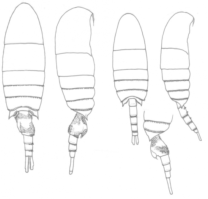 acutus habitus