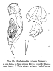 Cephalodella rotunda