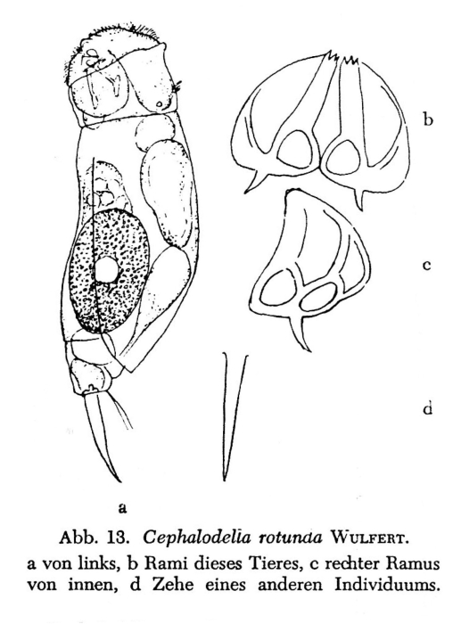 Cephalodella rotunda Cephalodella rotunda