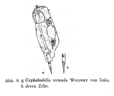 Cephalodella rotunda