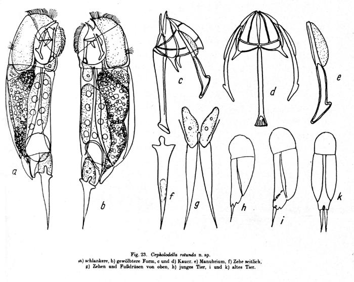 Cephalodella rotunda - Original description image