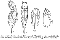 Cephalodella rotunda bryophila