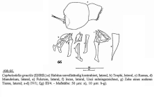Cephalodella rotunda bryophila