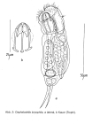 Cephalodella rotunda bryophila
