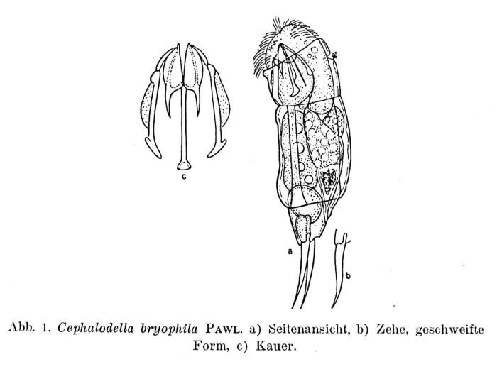 Cephalodella rotunda bryophila