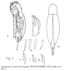 Cephalodella rotunda bryophila