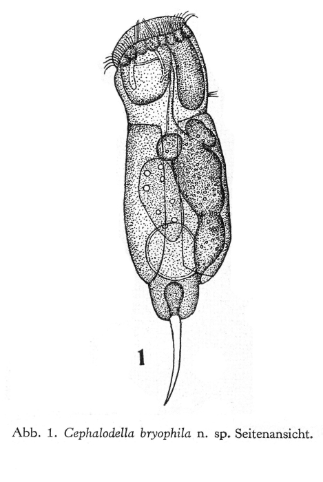 Cephalodella rotunda bryophila - Original description image