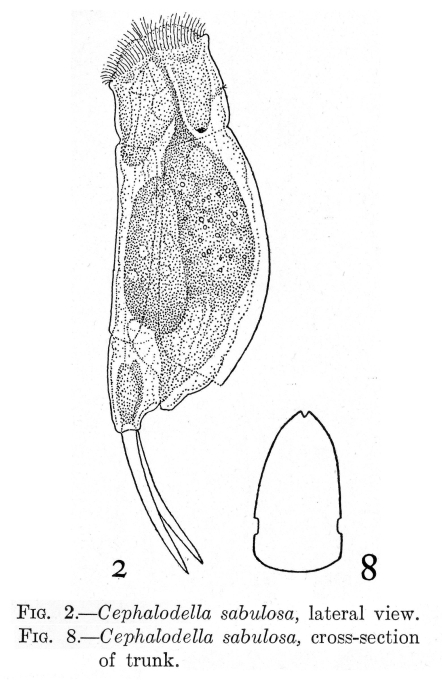 Cephalodella sabulosa - Original description image