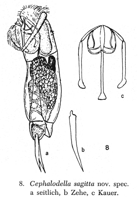 Cephalodella sagitta - Original description image