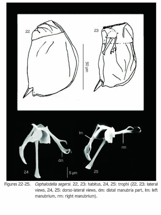 Cephalodella segersi