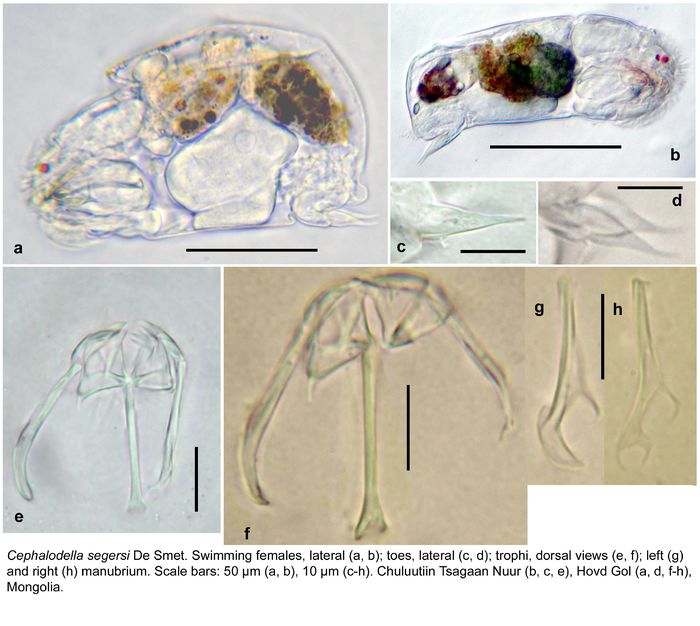 Cephalodella segersi