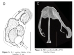 Cephalodella segersi