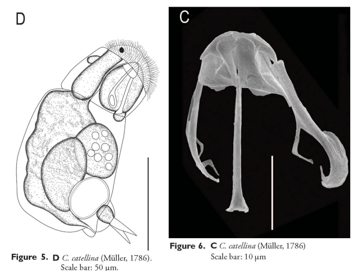Cephalodella segersi