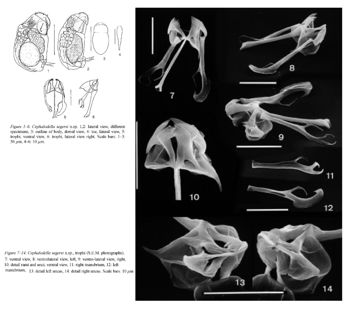 Cephalodella segersi - Original description image