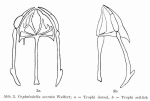 Cephalodella serrata