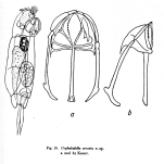 Cephalodella serrata - Original description image