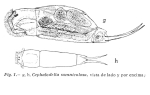 Cephalodella somniculosa