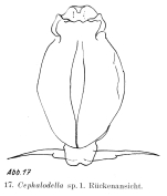 Cephalodella songkhlaensis
