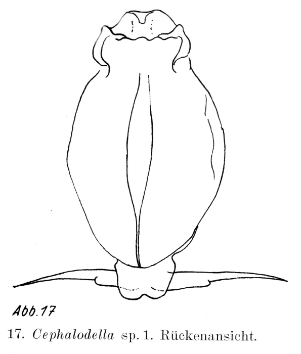 Cephalodella songkhlaensis