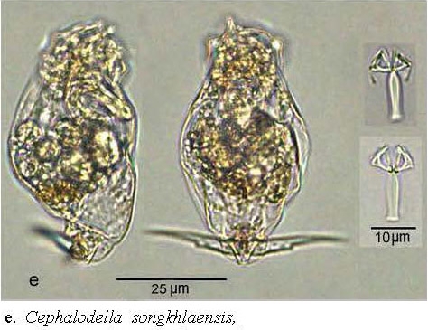 Cephalodella songkhlaensis