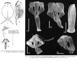 Cephalodella songkhlaensis - Original description image