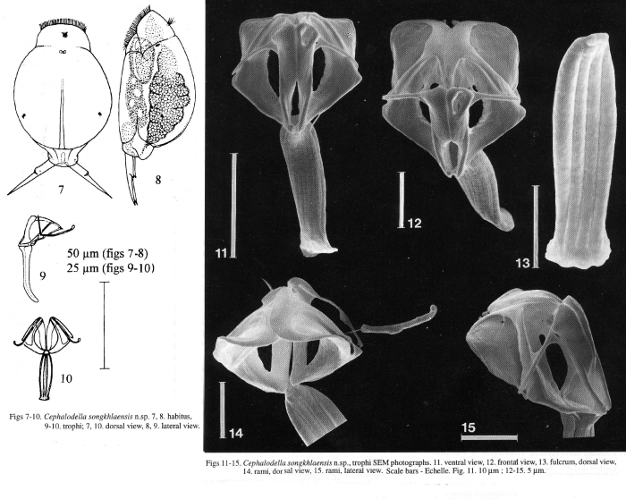 Cephalodella songkhlaensis - Original description image