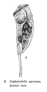 Cephalodella speciosa - Original description image
