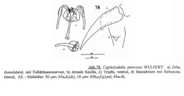 Cephalodella stenroosi