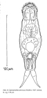 Cephalodella stenroosi