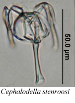 Cephalodella stenroosi