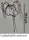 Cephalodella stenroosi